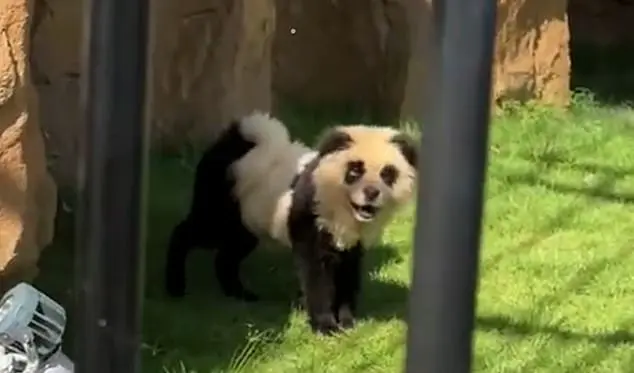 Chinese Zoo Paint Dogs as Tigers Stirs Up Social Media