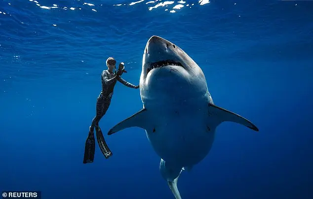 Giant Great White Shark Spotted Off Florida Coast