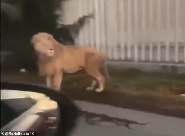 Lion on the Loose in San Pedro Cholula, Mexico