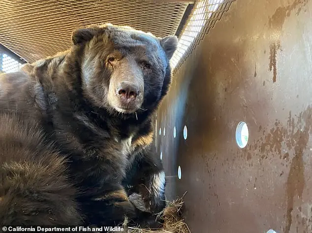 Los Angeles Man Finds 525-Pound Bear in His Crawl Space