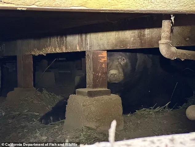 Los Angeles Man Finds 525-Pound Bear in His Crawl Space