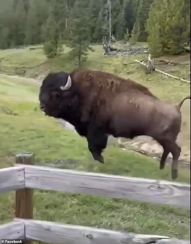 Controversy Erupts Over Viral Video of 'Dancing' Bison as Experts Warn of Dangerous Misinterpretation by Tourists