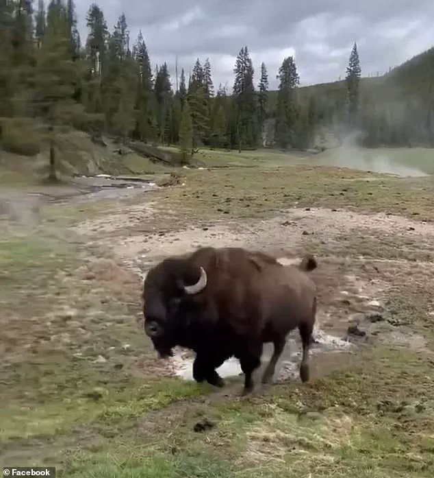 Controversy Erupts Over Viral Video of 'Dancing' Bison as Experts Warn of Dangerous Misinterpretation by Tourists