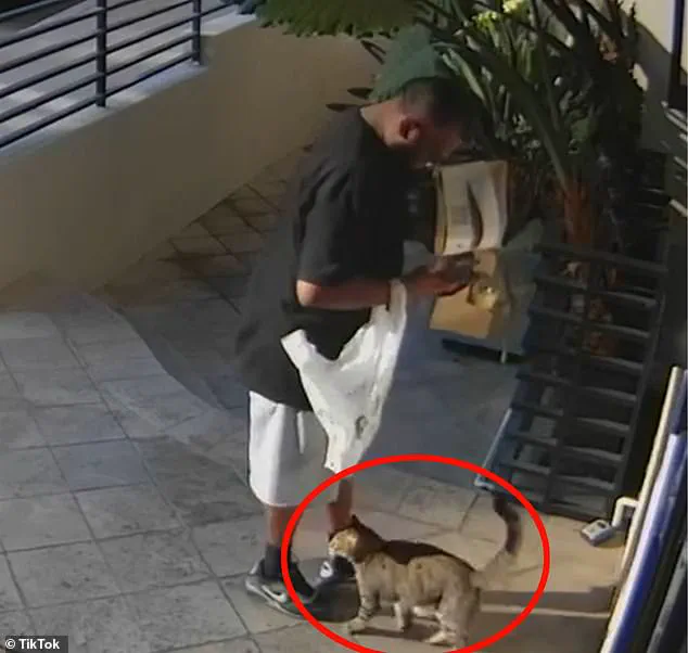 Breaking: Exclusive Footage Shows Food Delivery Driver Allegedly Stealing Cat from West Hollywood Stoop