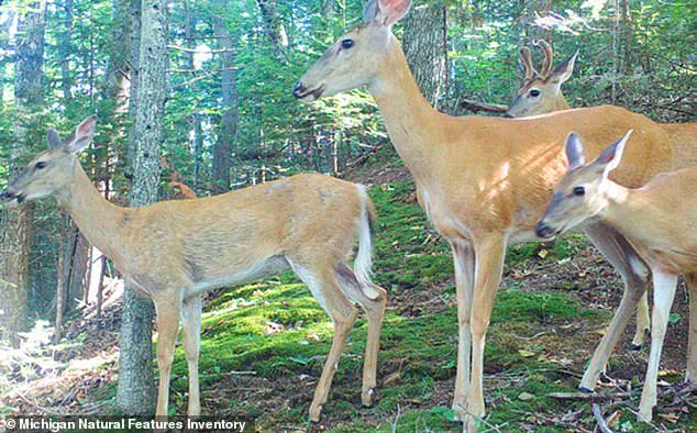 Beaver Island's Ecological Crisis: Residents and Conservationists Sound the Alarm as Deer Population Surpasses Inhabitants by Threefold