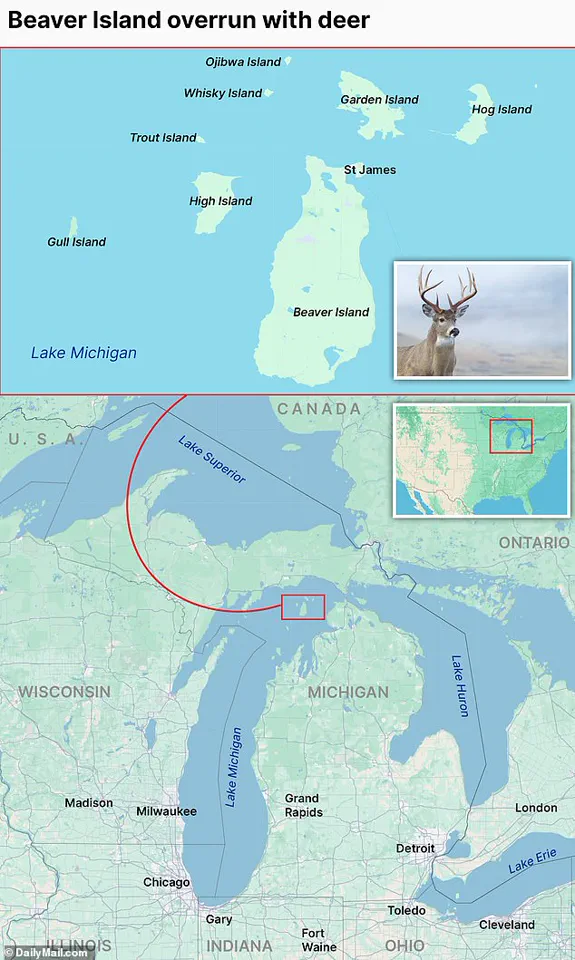 Beaver Island's Ecological Crisis: Residents and Conservationists Sound the Alarm as Deer Population Surpasses Inhabitants by Threefold