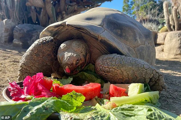 Legacy of Gramma the Galapagos Tortoise: A Century of Connection at San Diego Zoo