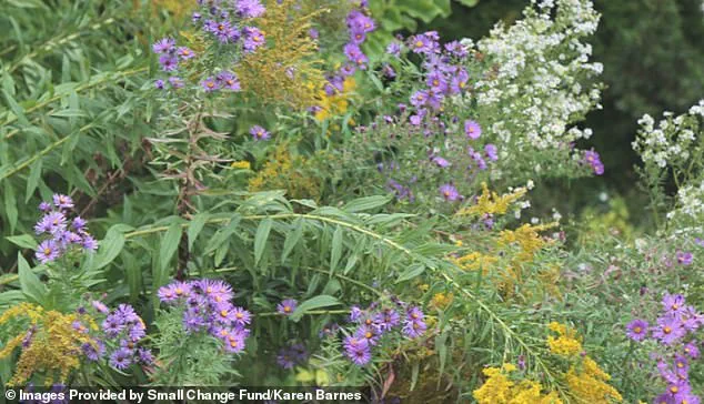 Karen Barnes' Garden in Burlington Sparks Debate on Individual Rights and Municipal Regulations