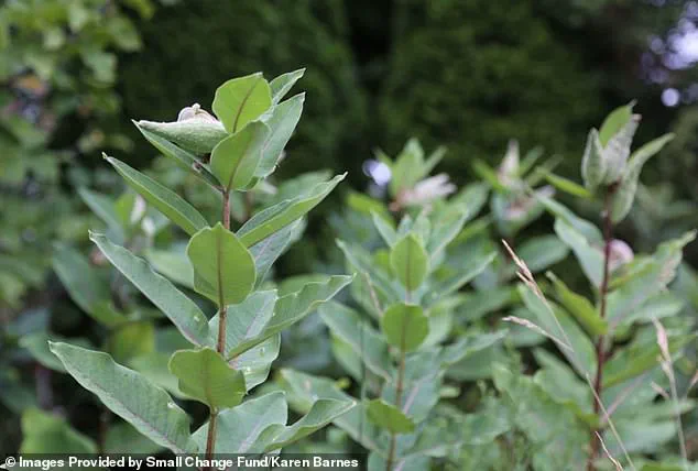 Karen Barnes' Garden in Burlington Sparks Debate on Individual Rights and Municipal Regulations