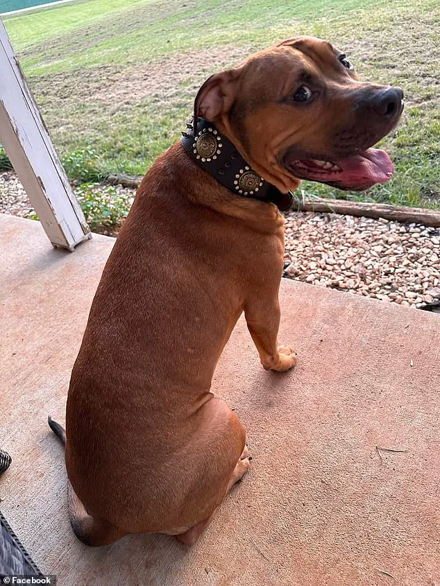 Amanda Mears: 'Utterly Blindsided' by Pit Bull Attack That Left Her with Life-Altering Injuries