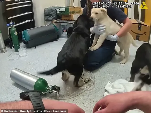 Washington State Firefighters Race Against Time to Save Six Puppies from Suspected Opioid Overdose