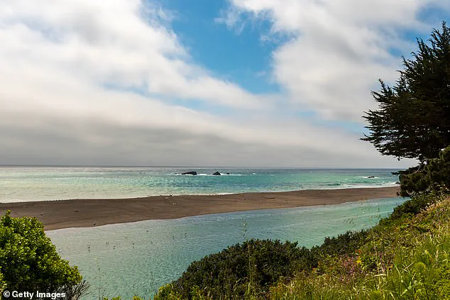 California Surfer Injured in Harrowing 6ft Shark Attack Near Gualala, 115 Miles North of San Francisco
