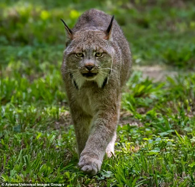 Rare Lynx Kittens Spark Hope for Population Resurgence in Minnesota's Voyageurs National Park