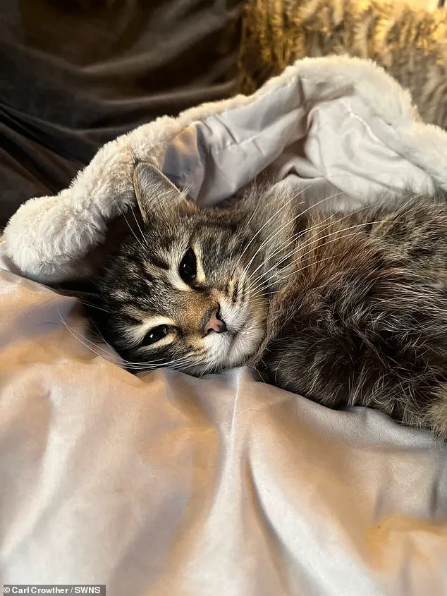 Surveillance Footage Reveals Amazon Delivery Driver Allegedly Stole Cat in Elland