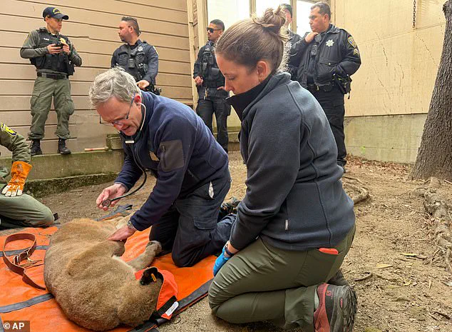 San Francisco Officials Capture Mountain Lion After 30-Hour Prowl, Fire Department Spokesperson Confirms