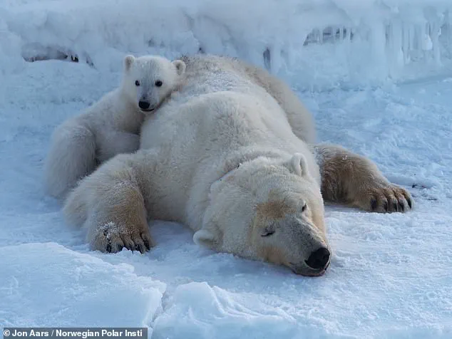 Polar Bears in Svalbard Adapt to Climate Change by Increasing Body Fat, Study Reveals