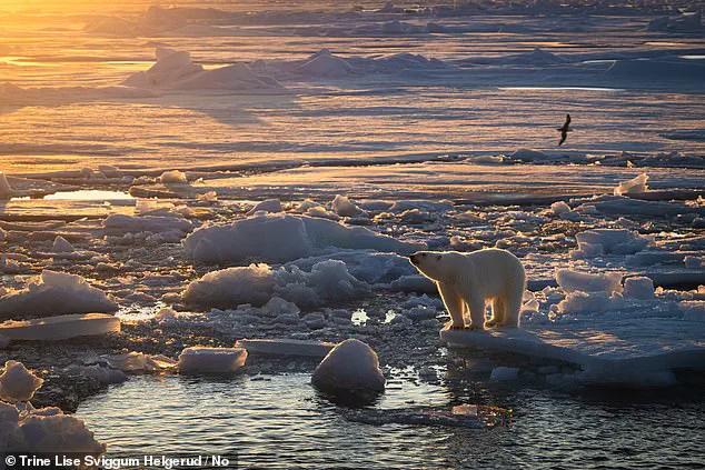 Polar Bears in Svalbard Adapt to Climate Change by Increasing Body Fat, Study Reveals