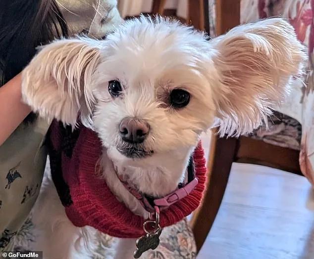 Elderly Sisters' Tragic Fire Deaths in Hollywood: Final Act of Bravery Highlights Unbreakable Bond