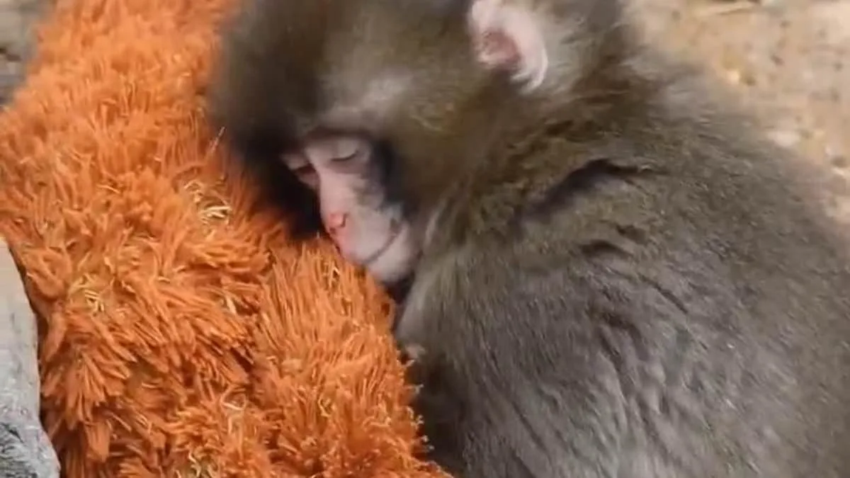 Resilient Macaque Punch Finds Comfort in Stuffed Orangutan After Mother's Absence at Ichikawa City Zoo