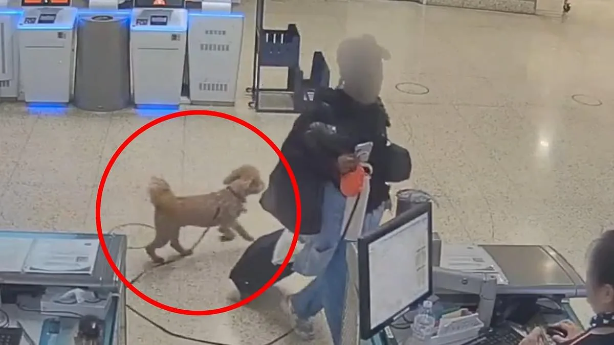 Woman Arrested for Dumping Puppy at Nevada Airport After Service Animal Dispute