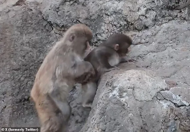 Punch the Macaque Finds Solace in Orangutan Plush at Ichikawa Zoo: A Viral Sensation
