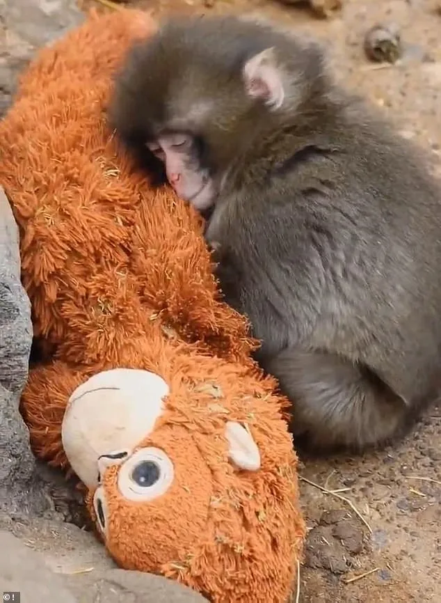Punch the Macaque Finds Solace in Orangutan Plush at Ichikawa Zoo: A Viral Sensation