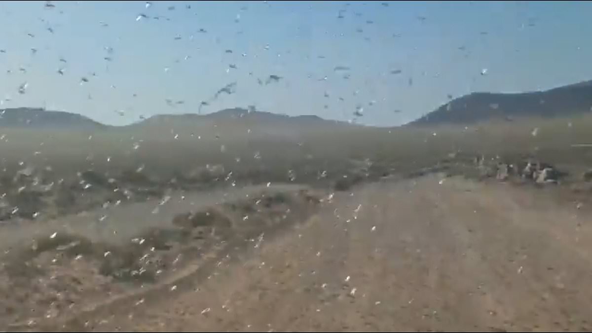 Locust Swarms Prompt 'Stay Calm' Advisories in Canary Islands' Holiday Hotspots Amid Crop Threat Concerns
