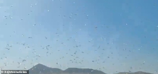 Locust Swarms Prompt 'Stay Calm' Advisories in Canary Islands' Holiday Hotspots Amid Crop Threat Concerns