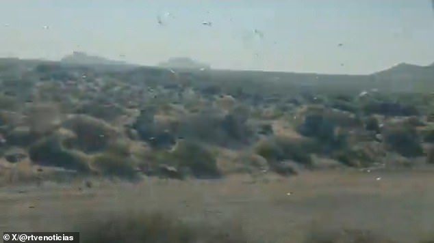 Locust Swarms Prompt 'Stay Calm' Advisories in Canary Islands' Holiday Hotspots Amid Crop Threat Concerns