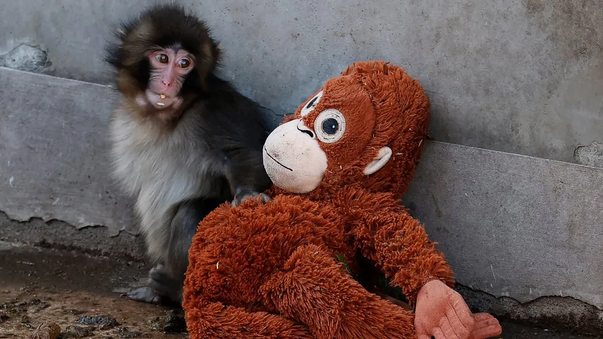 Saucer-Eyed Macaque Punch: From Abandoned Infant to Internet Icon