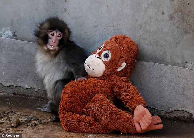Saucer-Eyed Macaque Punch: From Abandoned Infant to Internet Icon