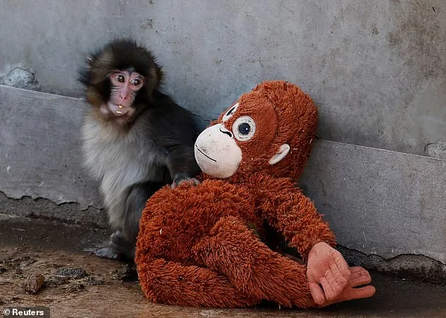 Saucer-Eyed Macaque Punch: From Abandoned Infant to Internet Icon