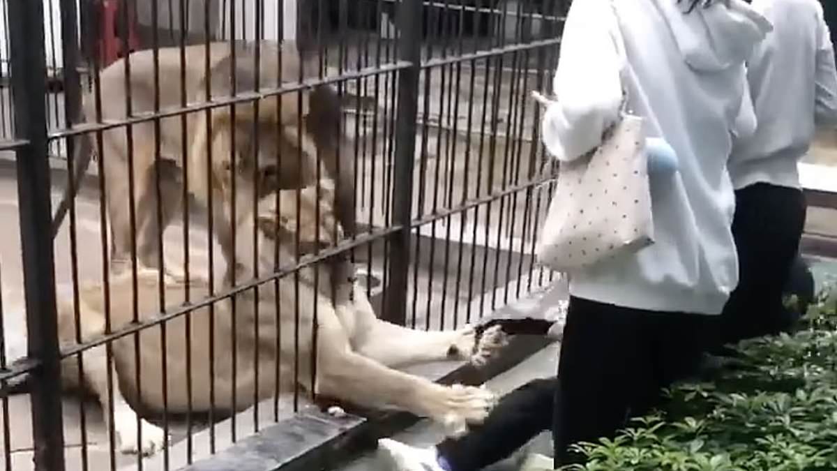 10-Year-Old Girl Mauled by Lion at Chinese Zoo Sparks Safety Concerns and Outrage