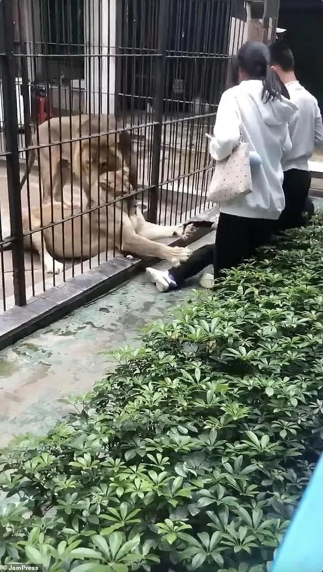 10-Year-Old Girl Mauled by Lion at Chinese Zoo Sparks Safety Concerns and Outrage