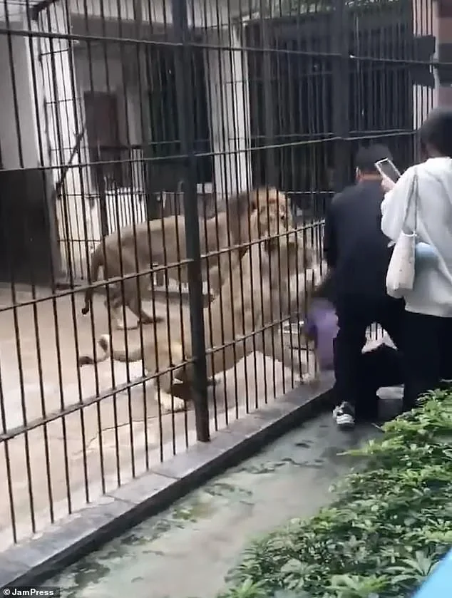 10-Year-Old Girl Mauled by Lion at Chinese Zoo Sparks Safety Concerns and Outrage