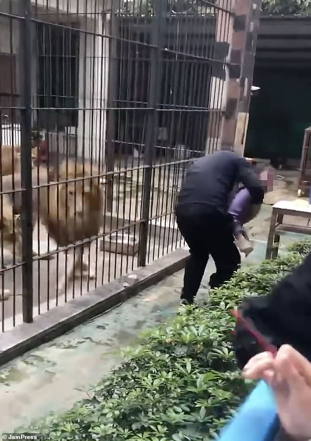 10-Year-Old Girl Mauled by Lion at Chinese Zoo Sparks Safety Concerns and Outrage