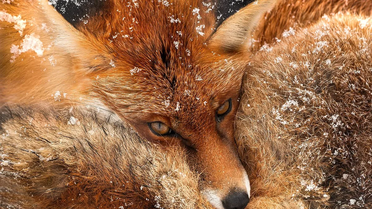 Chris Packham Unveils Debut Photography Exhibition 'More Beautiful Than You' in London