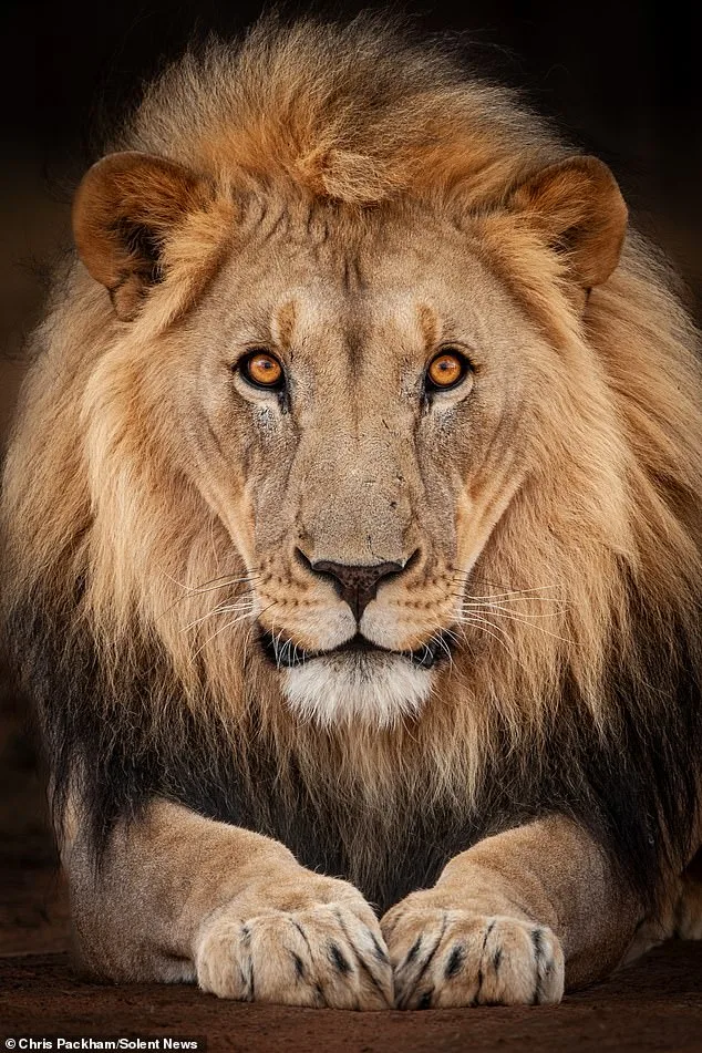 Chris Packham Unveils Debut Photography Exhibition 'More Beautiful Than You' in London