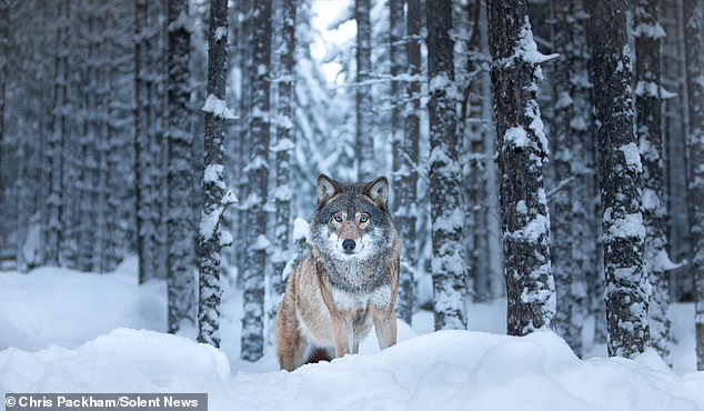 Chris Packham Unveils Debut Photography Exhibition 'More Beautiful Than You' in London