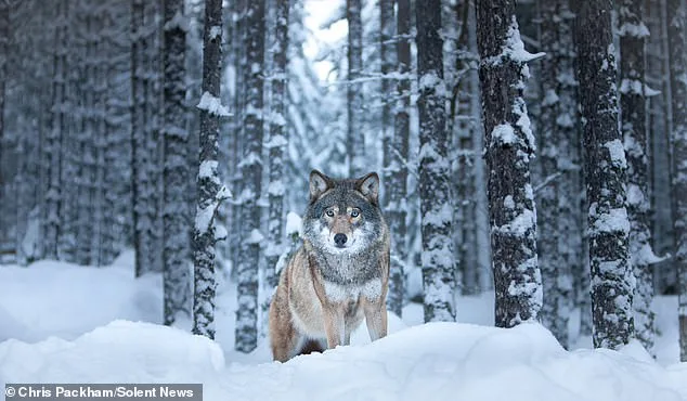 Chris Packham Unveils Debut Photography Exhibition 'More Beautiful Than You' in London