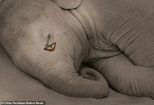 Chris Packham Unveils Debut Photography Exhibition 'More Beautiful Than You' in London