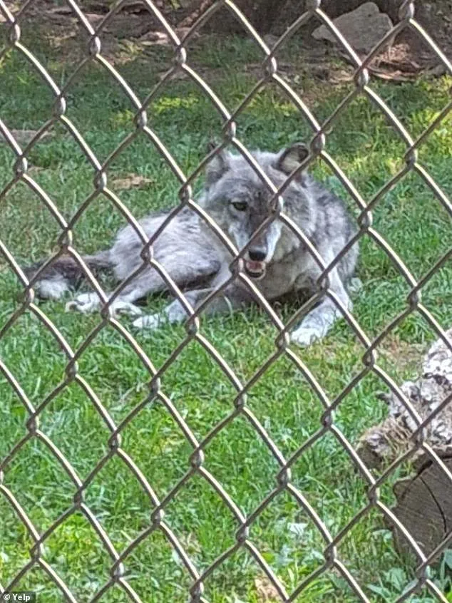 Parents Distracted by Phones as 17-Month-Old Injured by Wolf at Hersheypark's ZooAmerica, Police Say