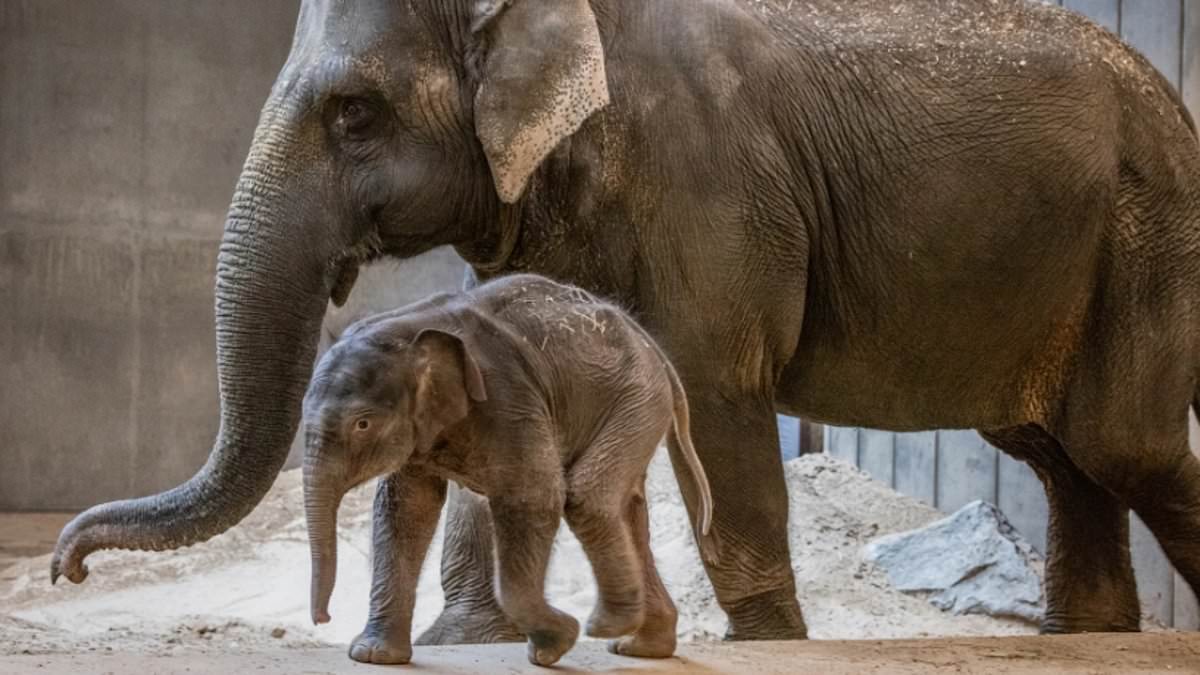 Baby elephant rejected by mother, saved by aunt at zoo