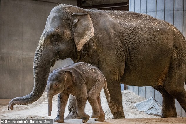 Baby elephant rejected by mother, saved by aunt at zoo