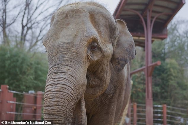 Baby elephant rejected by mother, saved by aunt at zoo