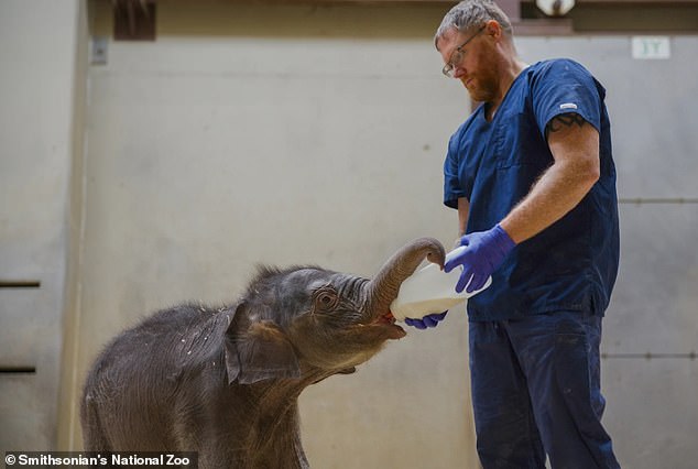 Baby elephant rejected by mother, saved by aunt at zoo