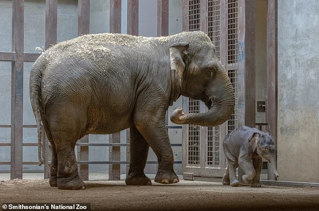 Baby elephant rejected by mother, saved by aunt at zoo