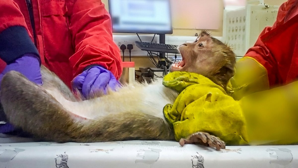 Graphic video exposes monkey abuse in UK weight-loss drug trials.
