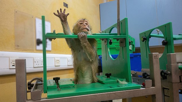 Graphic video exposes monkey abuse in UK weight-loss drug trials.