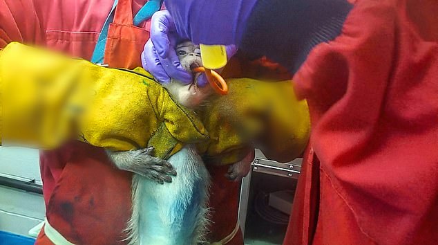 Graphic video exposes monkey abuse in UK weight-loss drug trials.